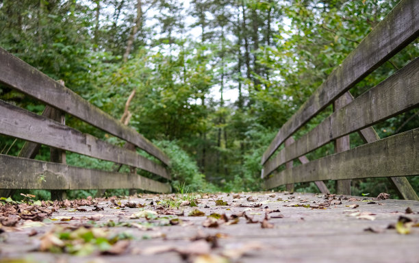大自然中的老木桥，路上有落叶，背景是模糊的绿树图片下载
