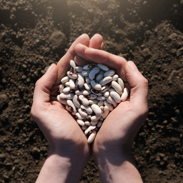 黑土背景下长满豆子的棕榈树。收获、播种公司或农业的概念。全球粮食危机图片下载