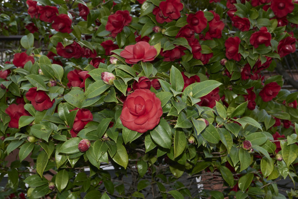 盛开的山茶花图片下载