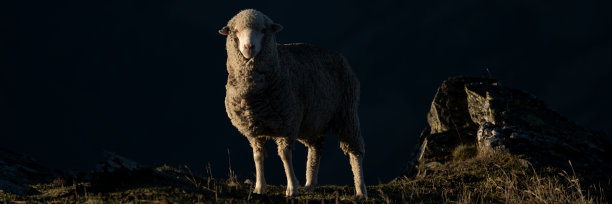 新西兰羊全景图图片下载