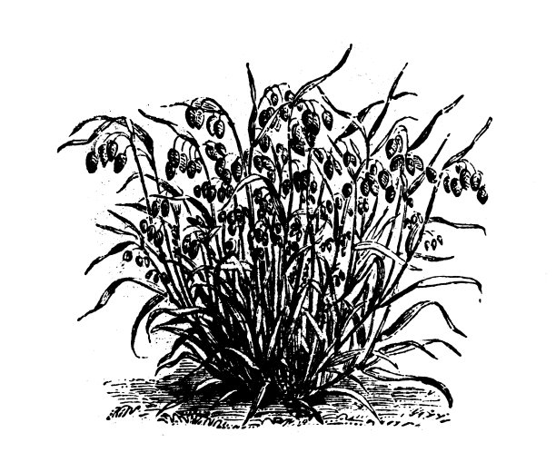 古董雕刻插图:巨大的颤抖的草图片下载