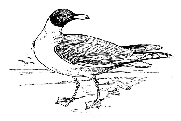 古董儿童图书插图:海鸥图片下载