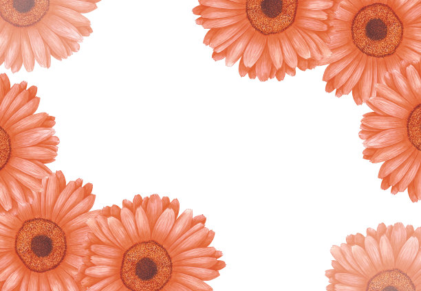 手绘水彩橙色金盏花框架板隔离在白色背景。可用于标签，印刷，横幅和明信片。图片下载