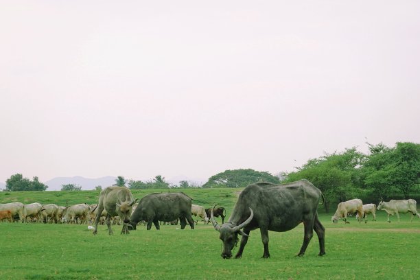 阳光明媚的一天，一群水牛在绿色的草地上吃草图片下载