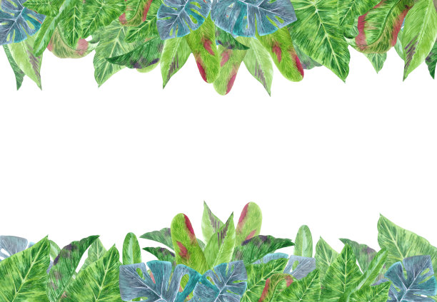 手绘水彩绿色热带树叶板框孤立在白色背景。可用于明信片、标签、横幅设计。图片下载