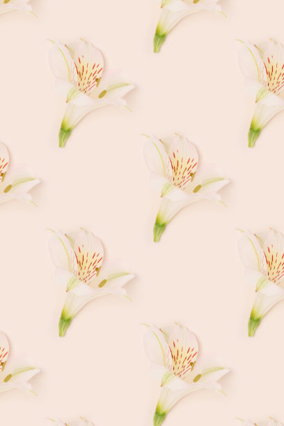 白色桤木花在米色背景上的重复图案。图片下载