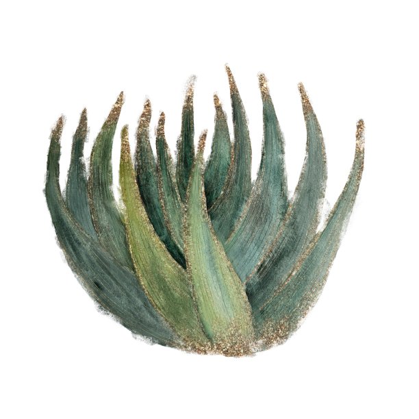 墨西哥仙人掌，手绘水彩对象图片下载