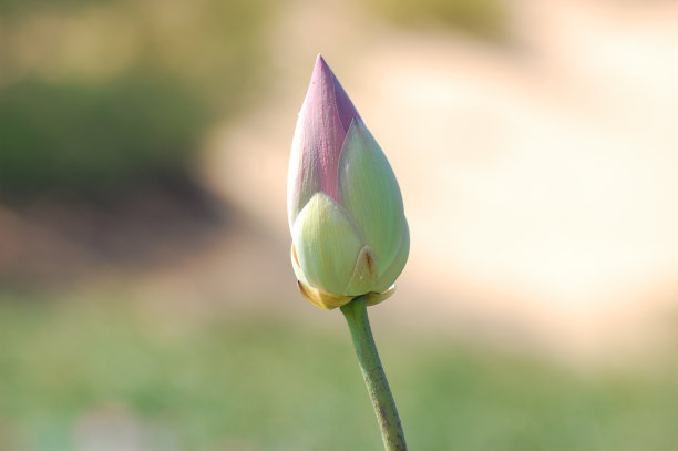 越南美奈镇湖上的荷花花蕾。图片下载