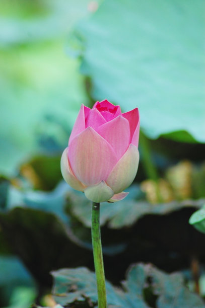 粉红色盛开的荷花在一个阳光明媚的日子，绿色的背景。图片下载