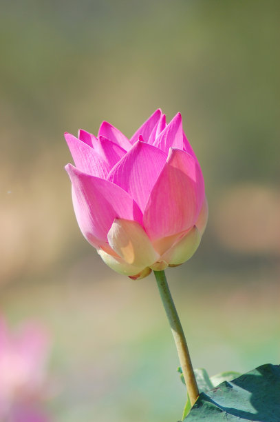粉红色盛开的荷花在一个阳光明媚的日子，绿色的背景。图片下载