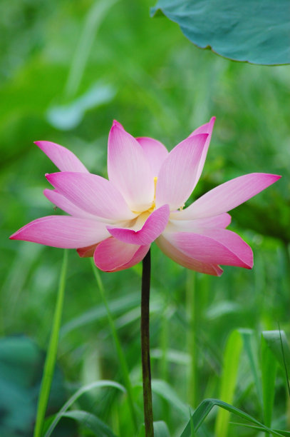 粉红色盛开的荷花在一个阳光明媚的日子，绿色的背景。图片下载
