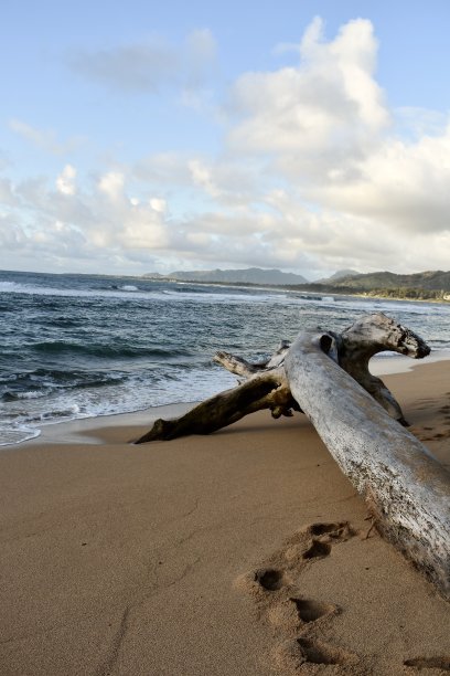 考艾岛海滩上的大浮木图片下载