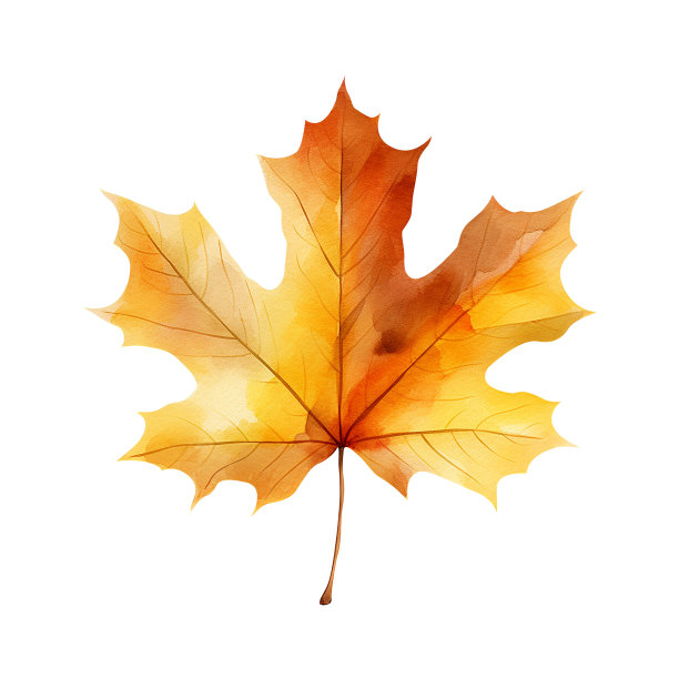 枫叶秋天水彩叶孤立在一个白色的背景。植物元素设计。图片下载