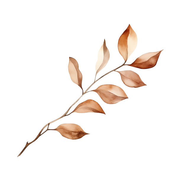 棕色秋天植物枝水彩孤立在白色的背景。植物元素设计。图片下载
