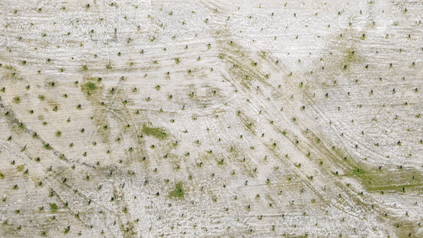 种在田地里的小果树图片下载