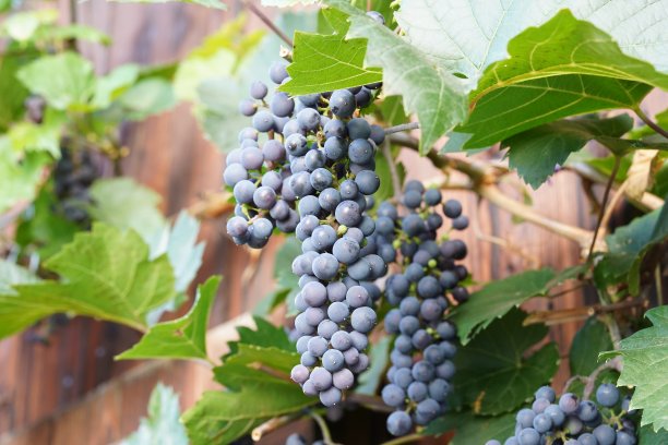 一串黑色或深蓝色的葡萄，是拉丁语中称为葡萄的一种植物的果实。图片下载