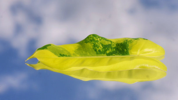 黄色的叶子图片下载