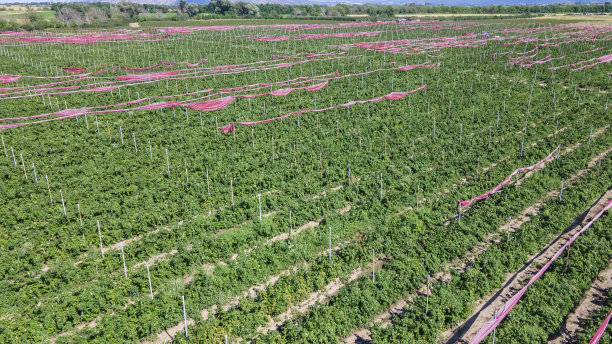 树莓丛种植园的一部分图片下载