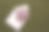 紫色礼物信封模型。丁香花在绿色的纺织品背景上。平躺，俯视图。母亲节快乐，婚礼，生日静物景。图片下载