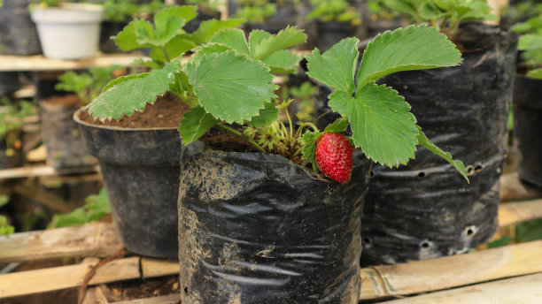 在家里温室里盆栽种植的草莓图片下载