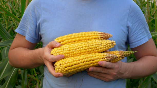 特写一个男人手里拿着他成熟的玉米，农夫用他强壮的手拿着金色的玉米棒子。农民的粮食生产。种植玉米图片下载