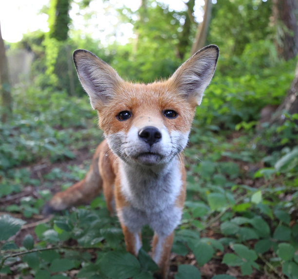 小狐狸图片下载