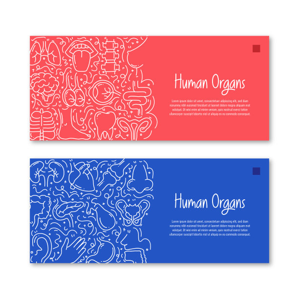 人体器官和解剖学相关的对象和元素。手绘矢量涂鸦插图集合。横幅模板与不同的人体器官和解剖对象图片下载