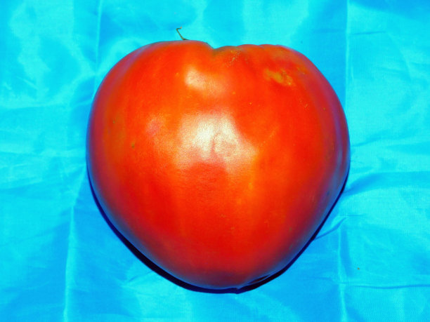 牛心番茄图片下载