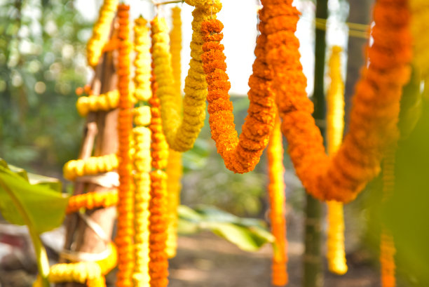 印度的婚姻图片下载