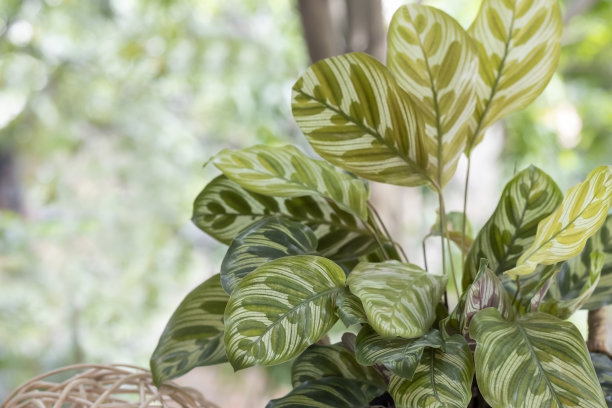 阳台上的孔雀花以花园的绿色为背景。图片下载
