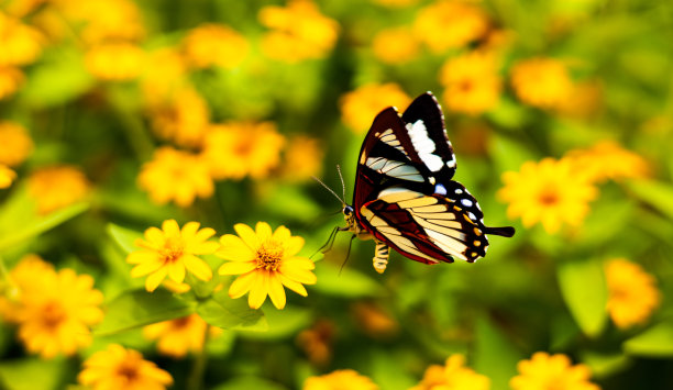 一只美丽的蝴蝶在飞行的特写镜头。图片下载