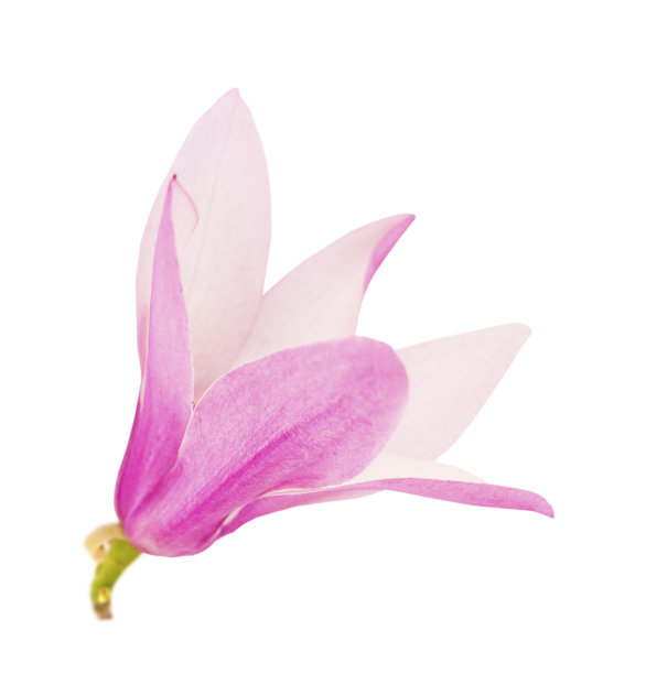 一木兰花封闭孤立在白色背景。图片下载