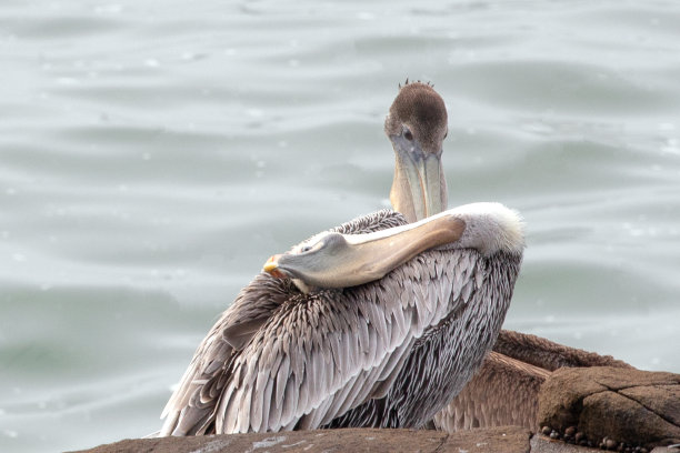 鹈鹕仰卧在海岸岩石上图片下载