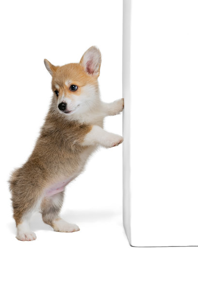 全身肖像的可爱小狗威尔士柯基狗摆孤立的白色工作室背景。运动概念，宠物爱，动物生活。图片下载