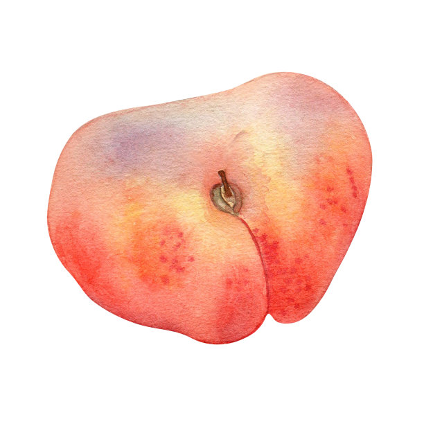 中国扁平无花果桃红色水彩插图孤立在白色。水彩画粉红色水果图。食品插图手绘，设计元素的包装，标签图片下载