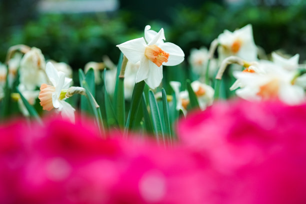 这张图片显示了一朵盛开的白色郁金香，里面的橙色花朵还没有显露出来。图片下载