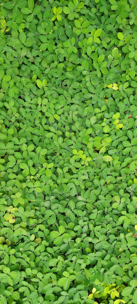 花生是一种植物图片下载