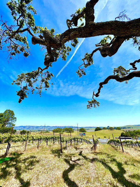 葡萄园上弯曲的树枝图片下载