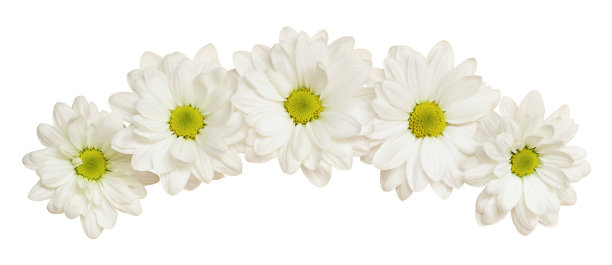 菊花的花呈白色，在花曲线上隔出白色图片下载