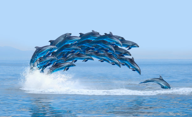 一群海豚在水面上跳跃的抽象背景——美丽的海景和蓝天图片下载