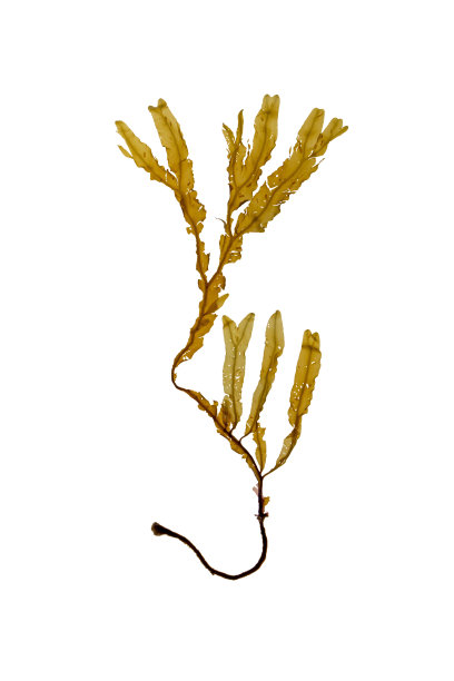 分离于白色的褐藻图片下载