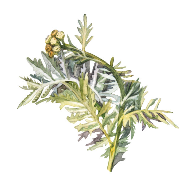 水彩灌木唐菊孤立在白色背景。夏黄绿秋花植物为健康。芳香疗法的草药。植物剪贴画茶spa贴纸墙纸包装图片下载