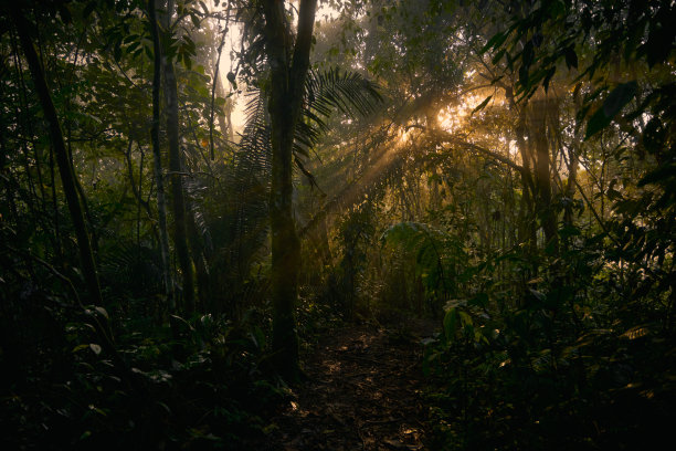 雨林的小道图片下载