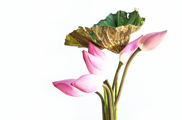 迷人的荷花构图。图片下载