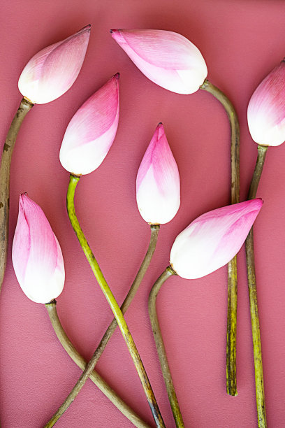 荷花花束。单色花卉图案。图片下载