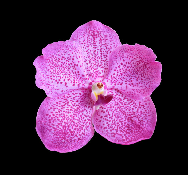 粉红色的万达兰花图片下载