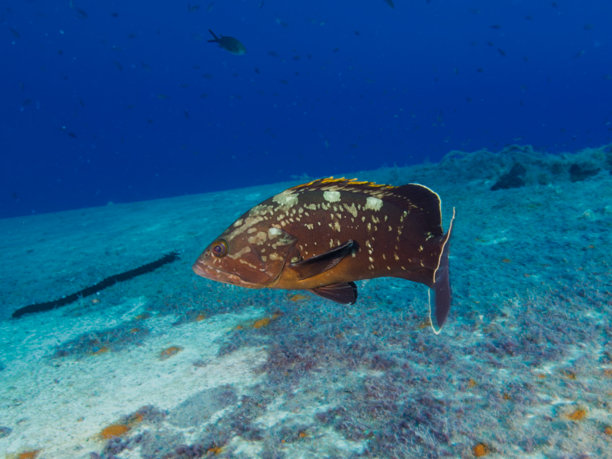 令人印象深刻的塞浦路斯石斑鱼图片下载