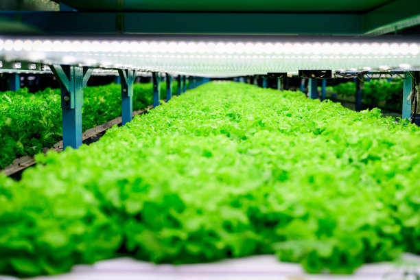 室内种植的蔬菜，水培蔬菜农场图片下载