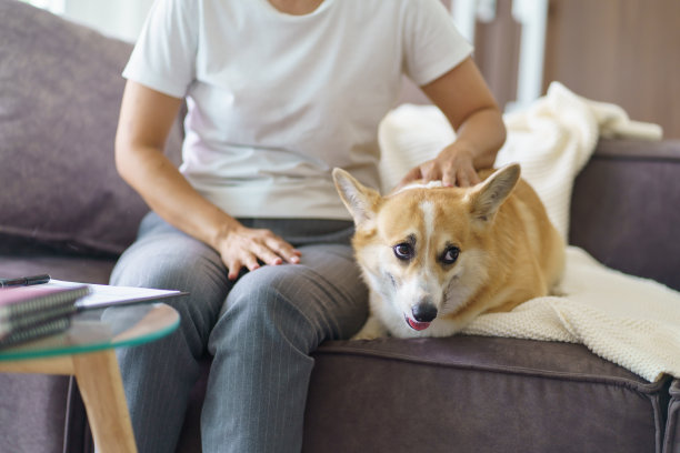女人在家里和她的狗玩耍，可爱的柯基在客厅的沙发上。图片下载