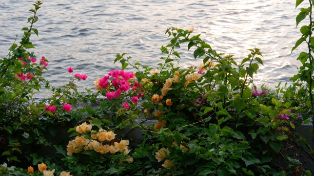 湄南河上的花和日落倒影图片下载